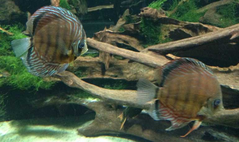 Discus fish - Ecommerce pet store