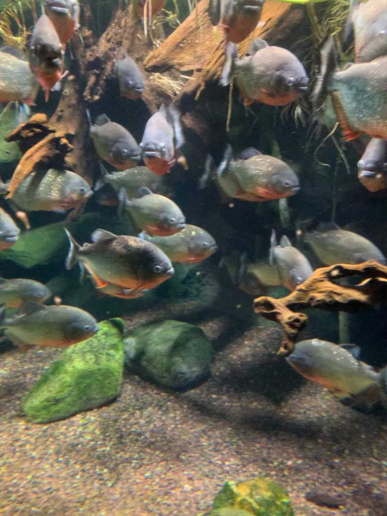 Sealife Adventure in Southend-On-Sea - piranhas