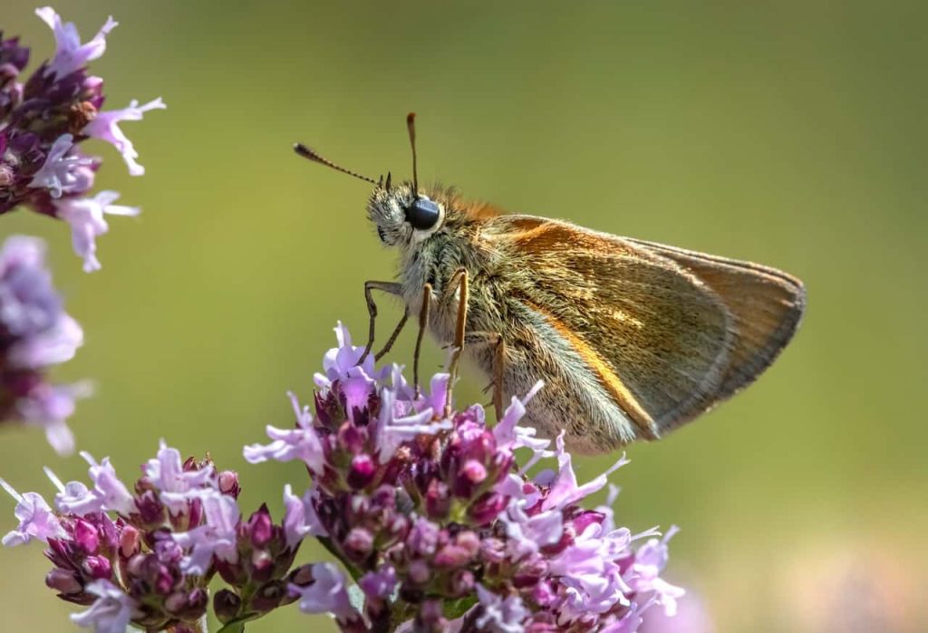 Essex butterfly