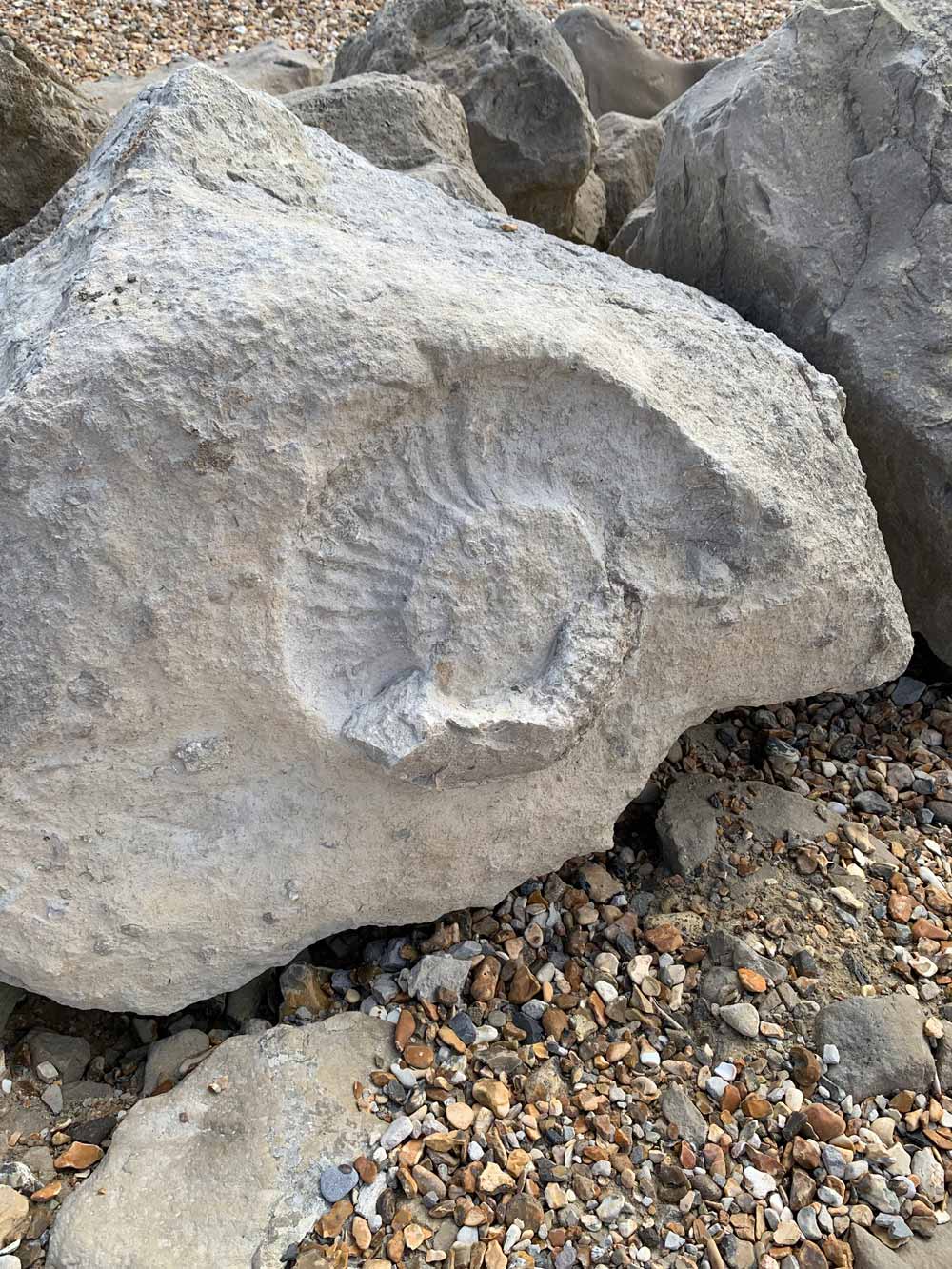 Ammonite fossil - South West